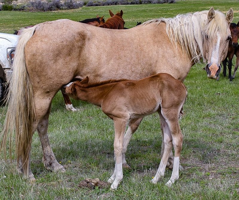 Cowhorse bred sorrel Quarter Horse filly