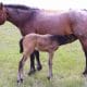 Buckskin roan Quarter Horse colt