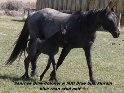 Blue roan Quarter Horse colt - Sanrose Blue Colonel & MRI Blue SparkInrain