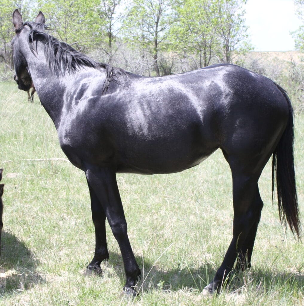 Blue roan Quarter Horse Filly