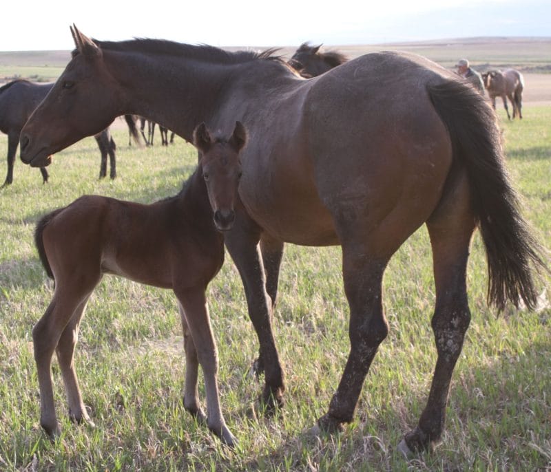 Quarter Horse broodmare and foal