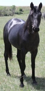 Blue roan Quarter Horse Filly