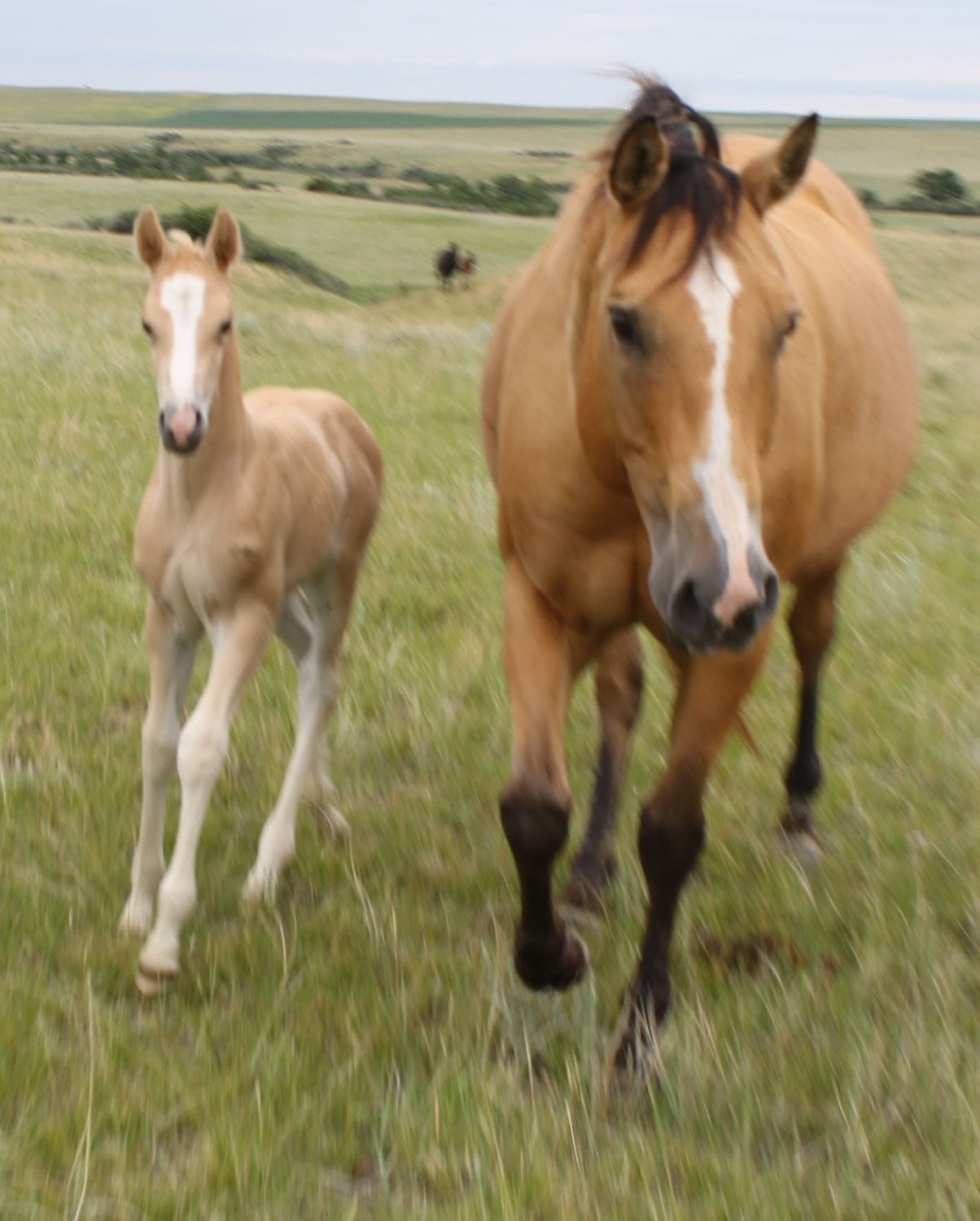 MRI Colonel Santana – sold