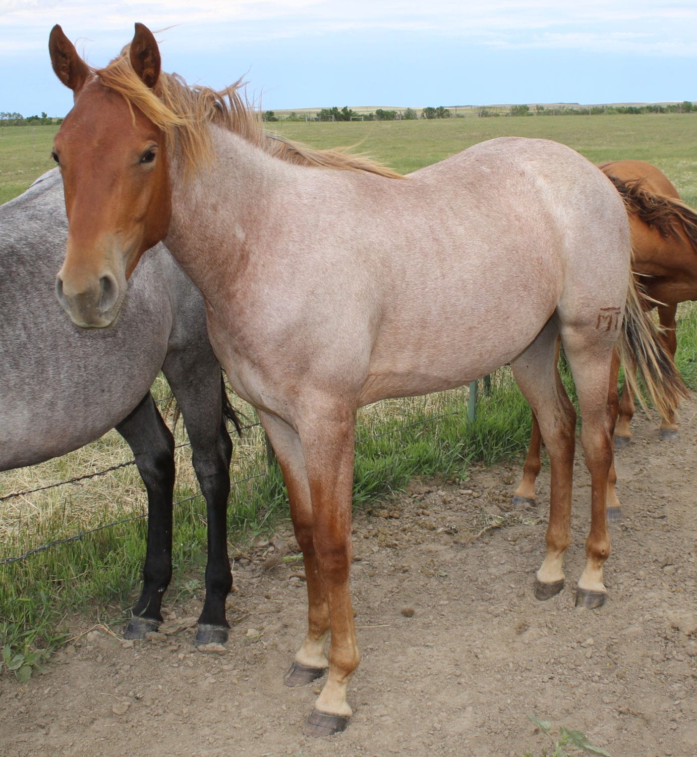 2019 Mahlstedt Ranch Red Roan Quarter Horse filly sale