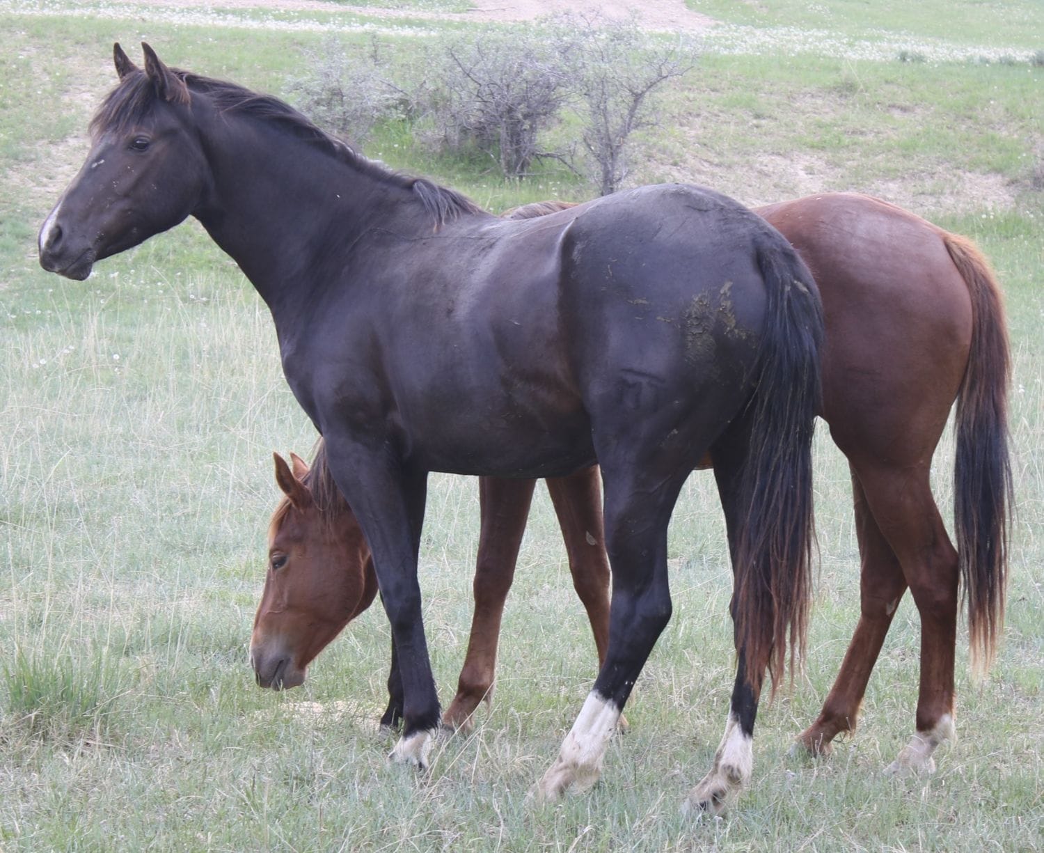 MRI Buttercream (Buttercream)