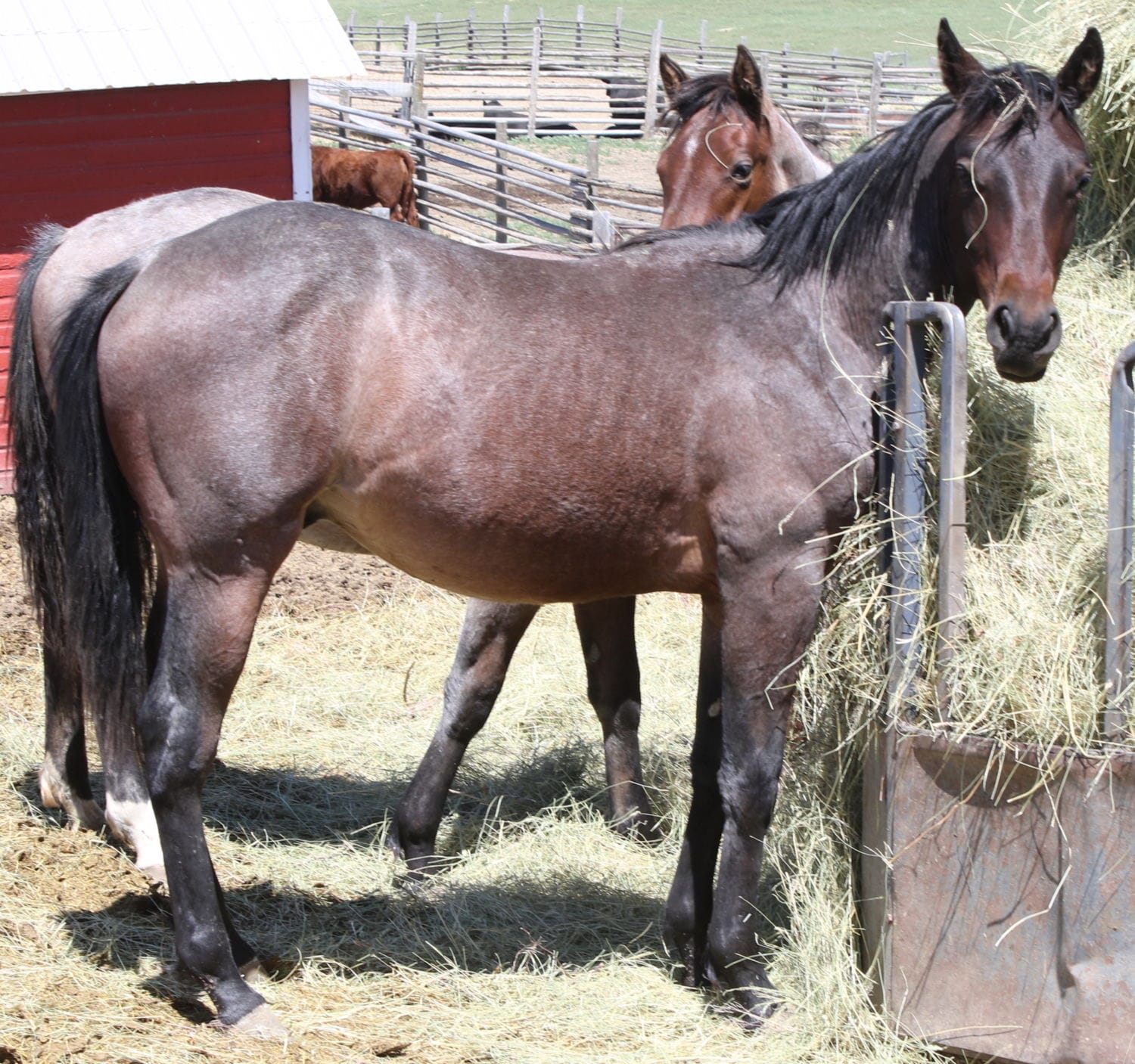 MRI Roan Debonair – sold