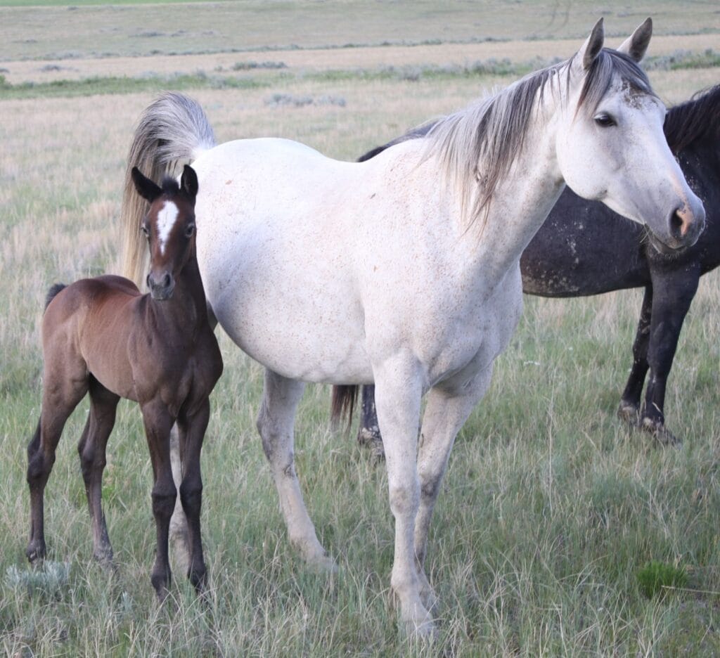 Gray Quarter Horse filly