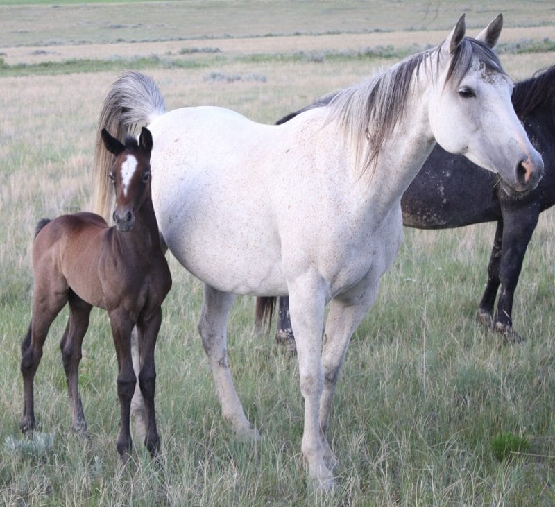 Gray Quarter Horse filly