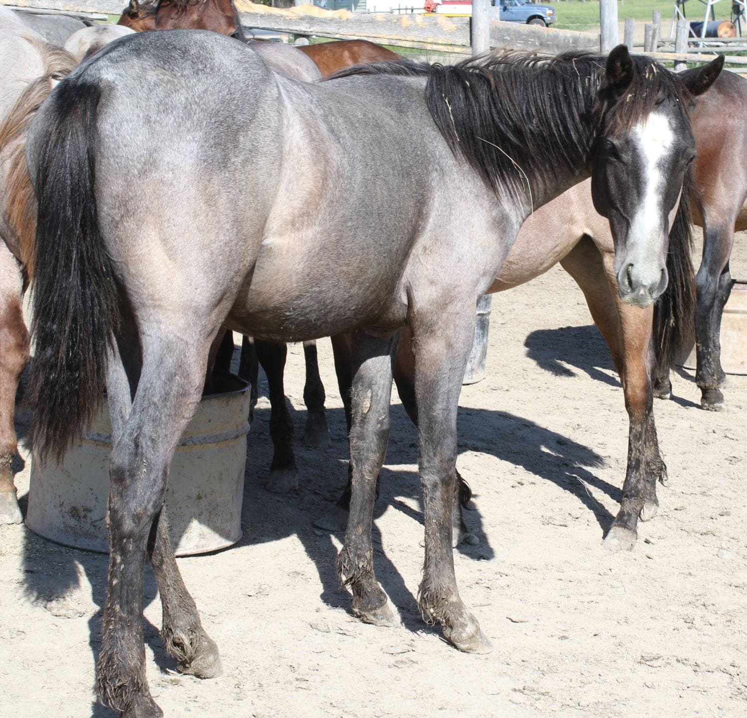 MRI Shady Bar Chex – sold