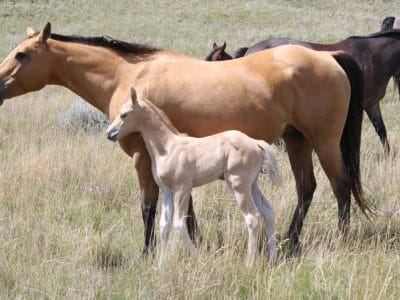 Palomino Quarter Horse stud colt