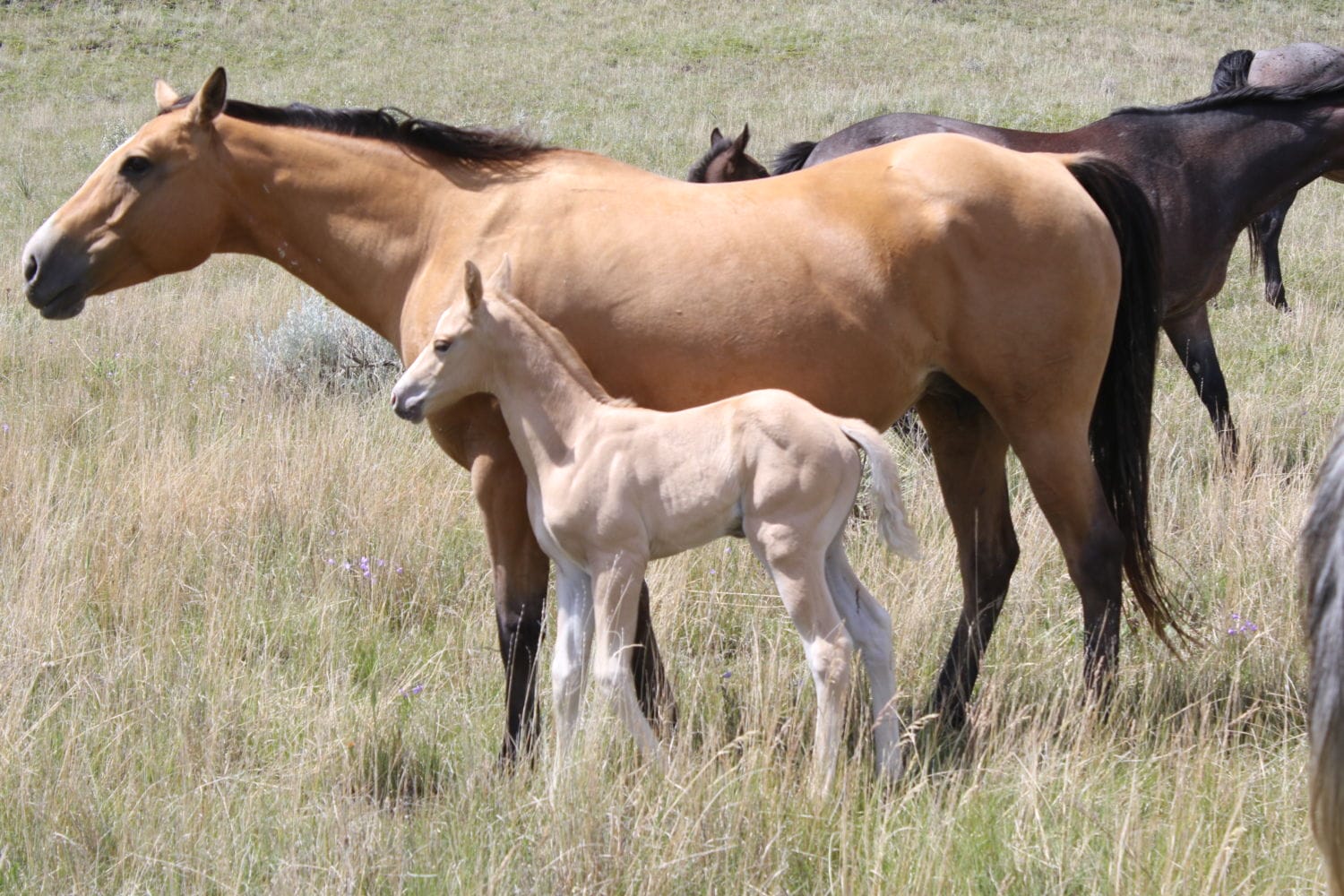 Palomino Quarter Horse stud colt