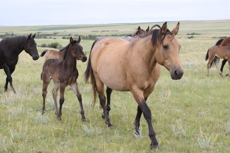Roan Quarter Horse for sale