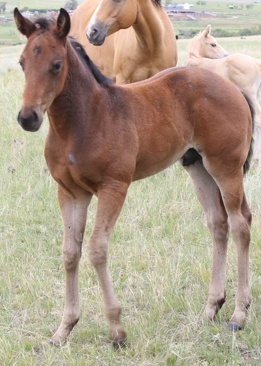 MRI Cash In Cowboy – sold