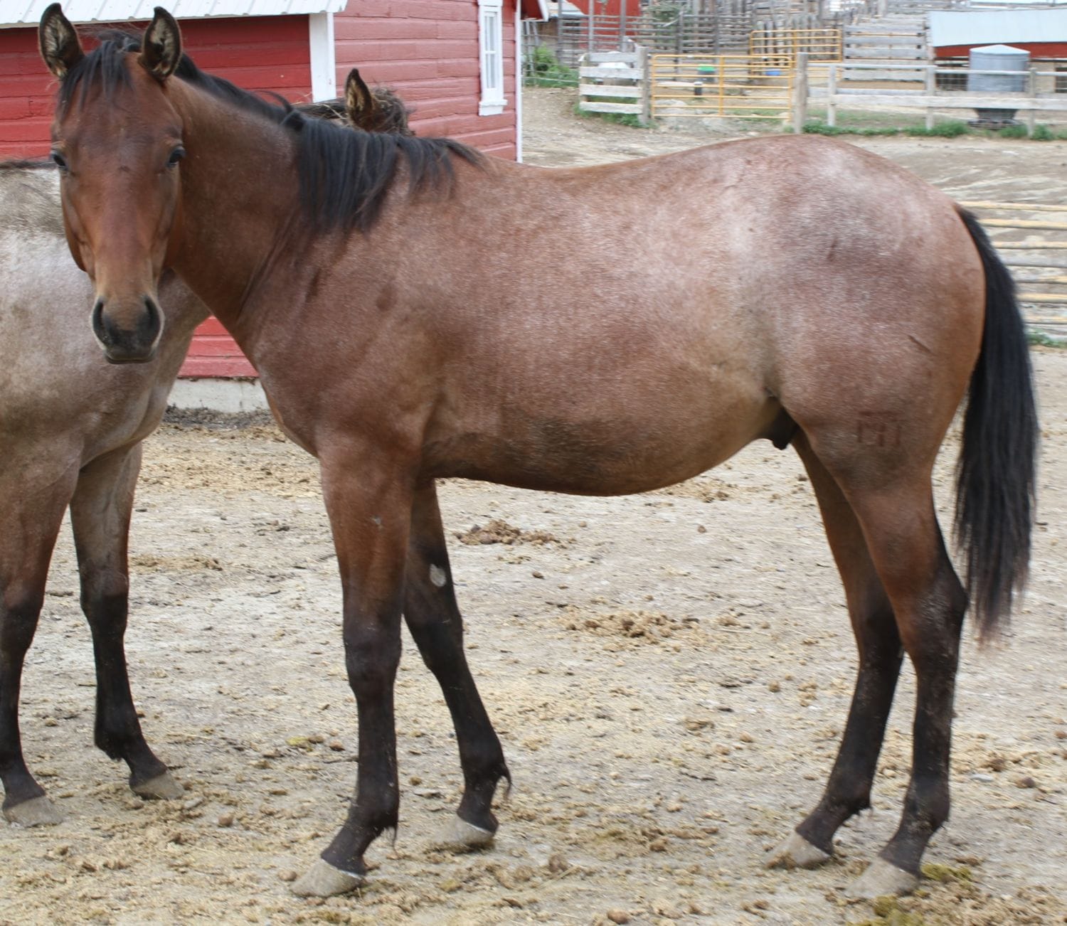 MRI Sparkin Spirit – sold