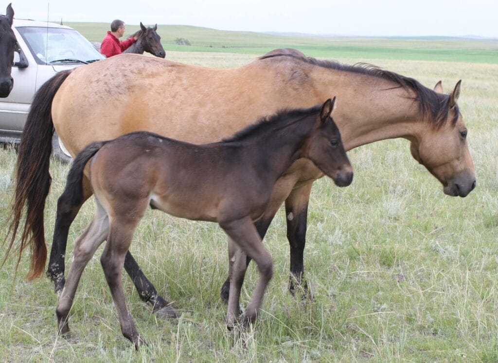 Roan Quarter Horse for sale