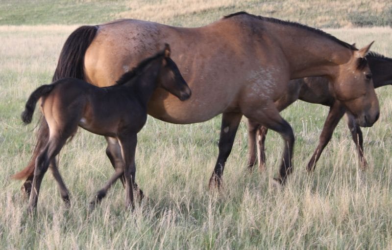 Roan Quarter Horse for sale