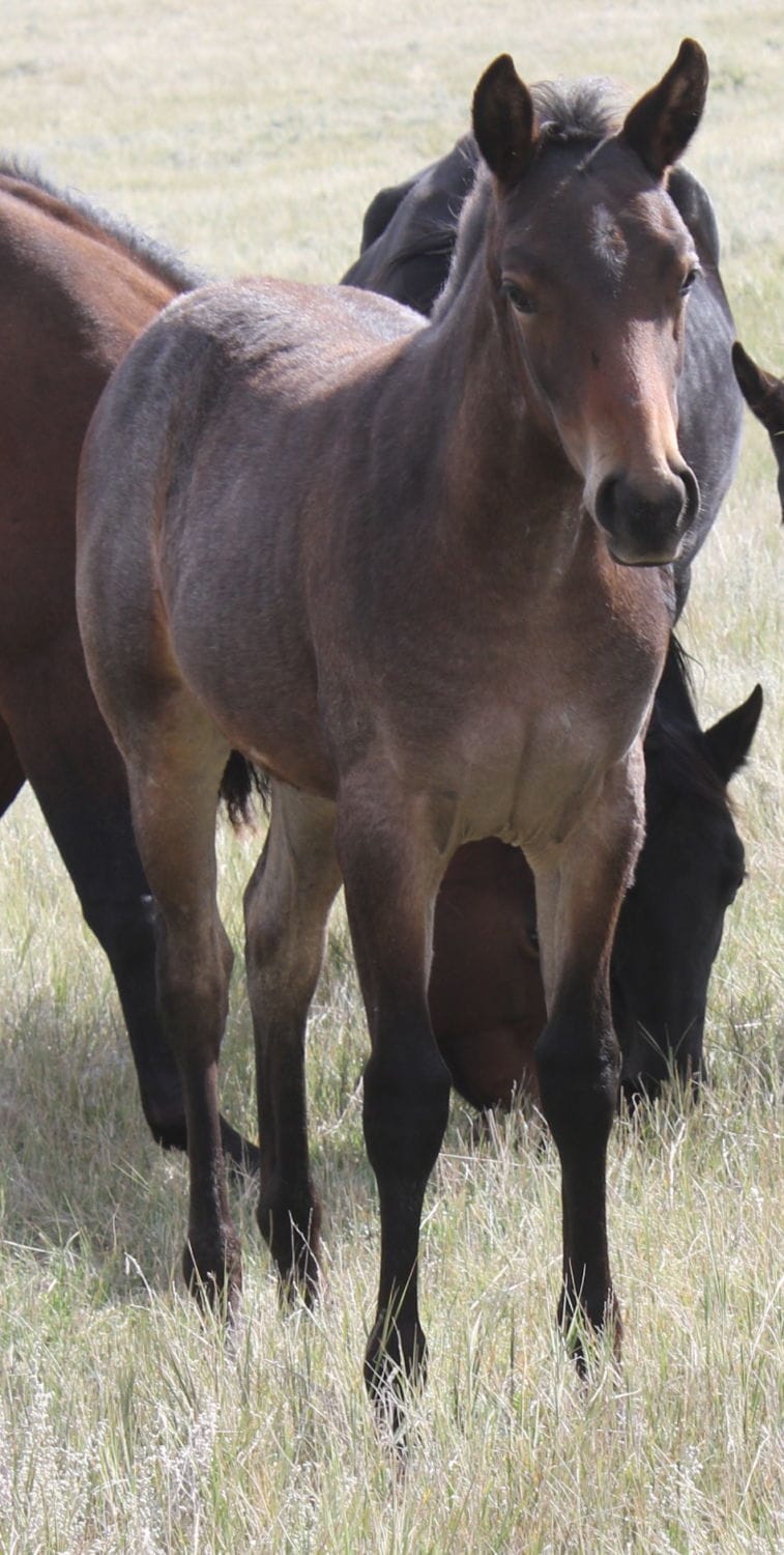 MRI Darling Rose – sold