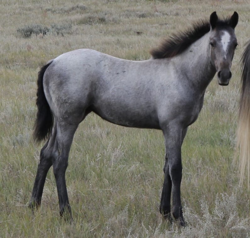 MRI Poised N Pretty – sold