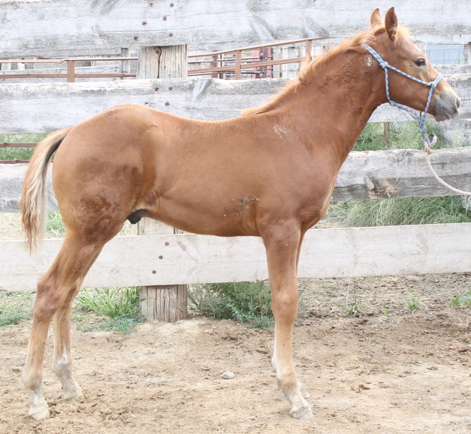 MRI Doc Bar Pal – sold