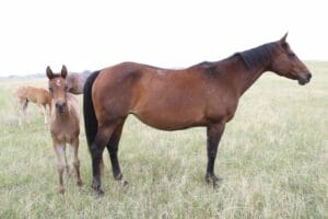 MRI Derby Darling (Darling)