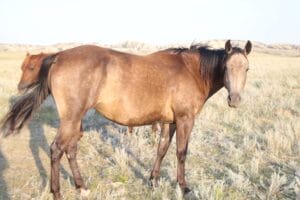 MRI Charming Chablis (Chablis)