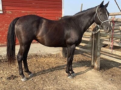 Black mare for sale