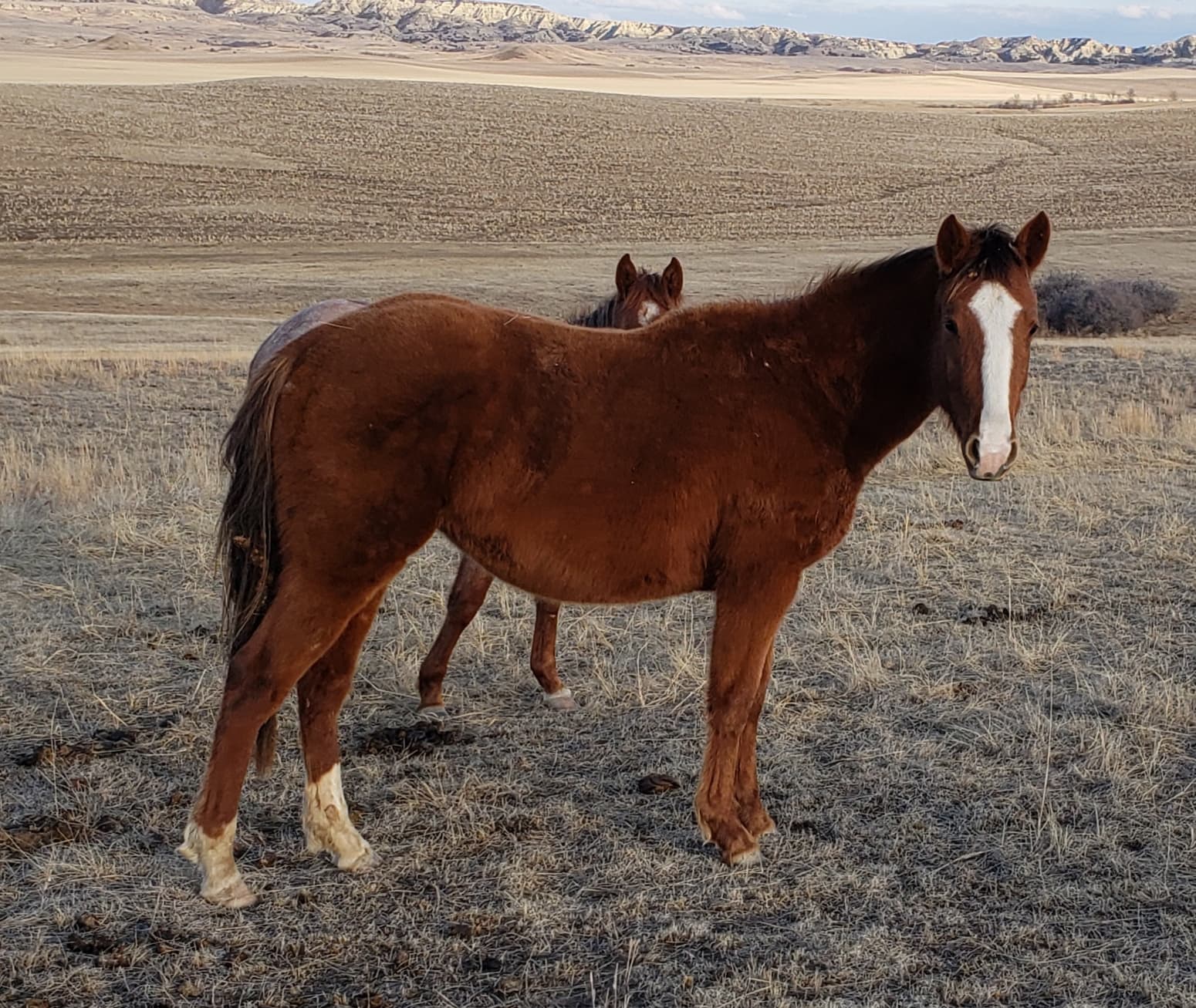 MRI Flit Bar Phoenix – sold