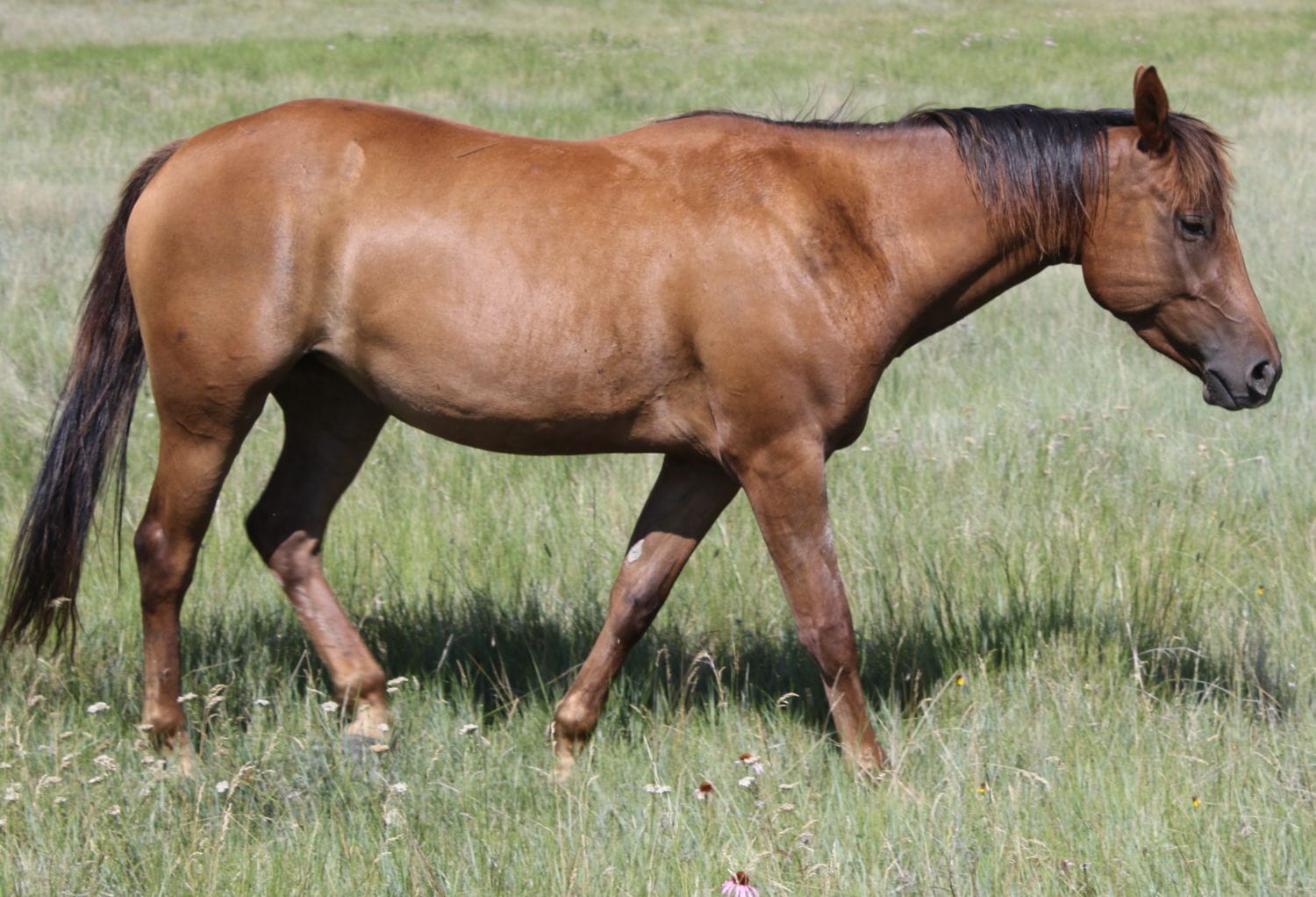 MRI San Penny Red (Red)
