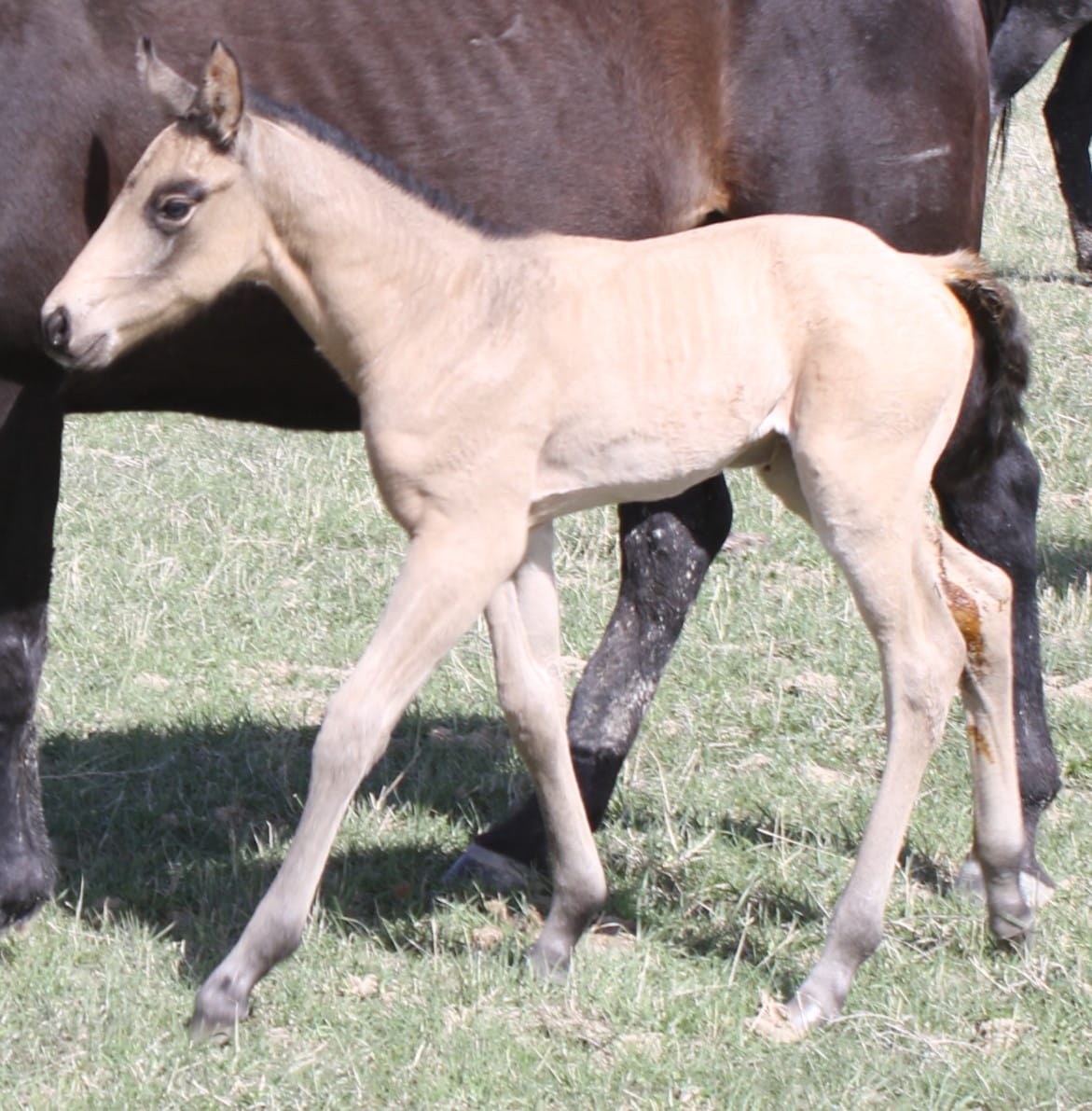 buckskin Quarter Horse foal