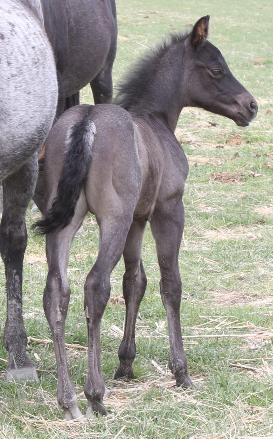 MRI Roan Fudge – sold