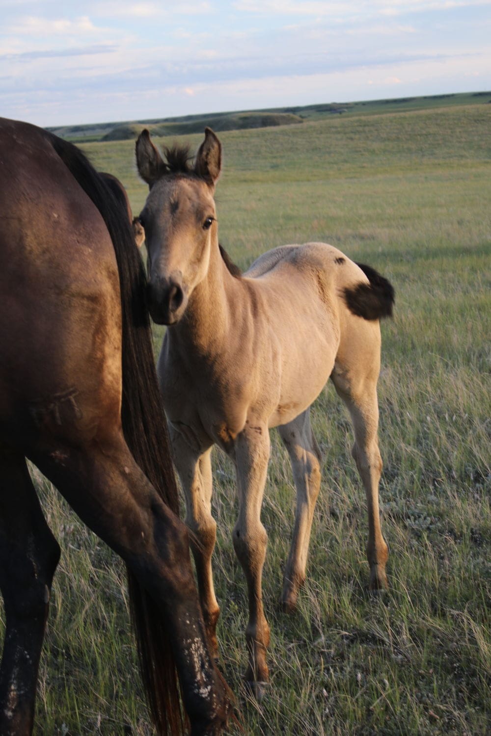 MRI HoustonItsApollo – sold