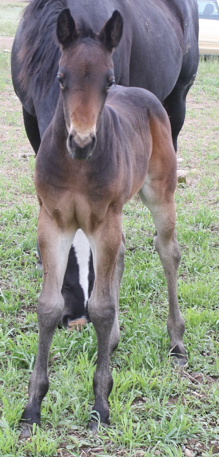 MRI Spirit Laced Leo – sold