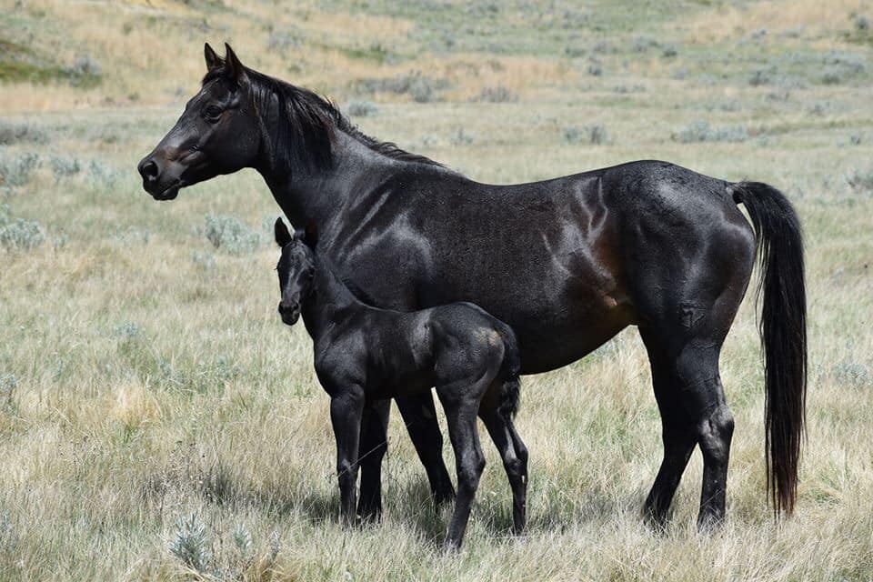 Shesa Frostd Colonel – sold