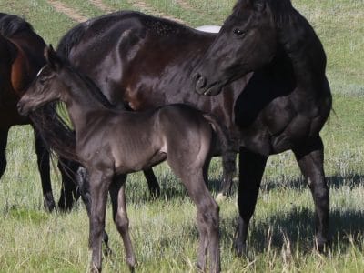 black quarter horse mare and foal