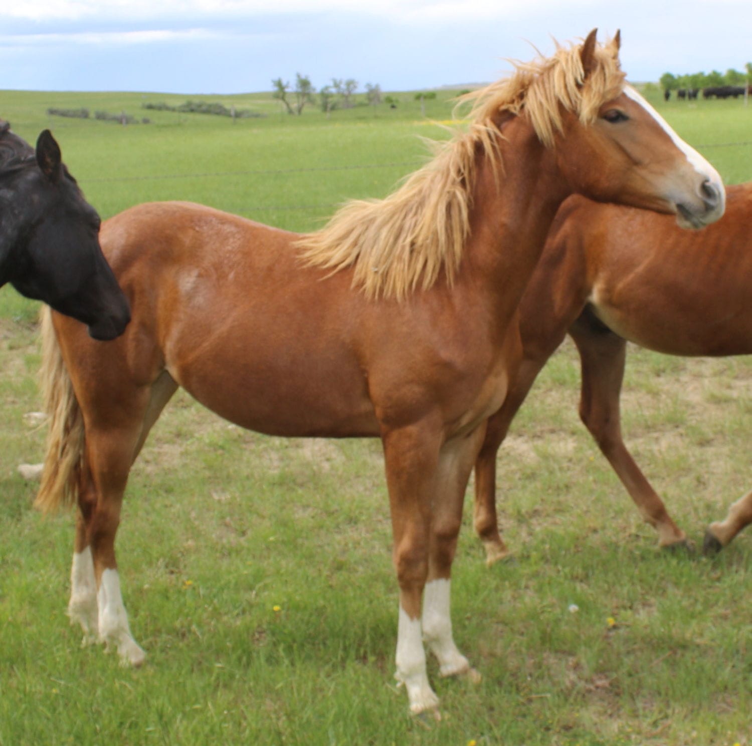 MRI Buttered Babe – sold