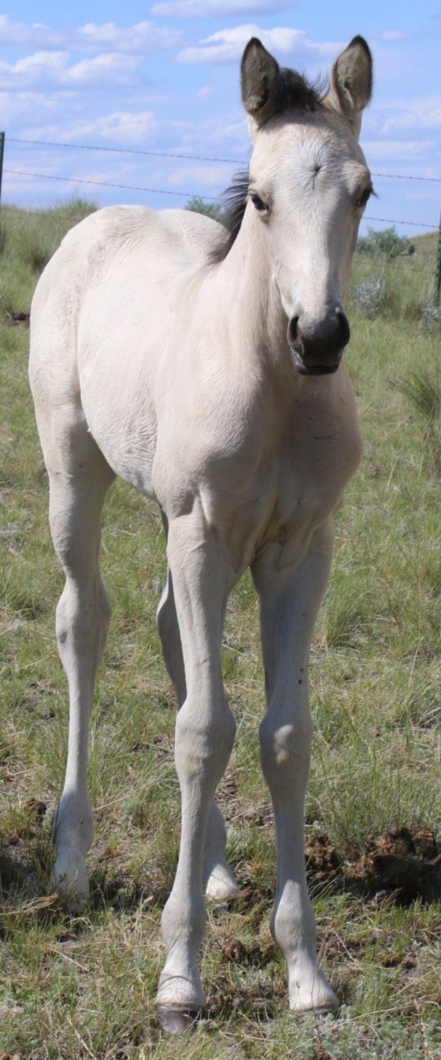 MRI Slim Pickins – sold