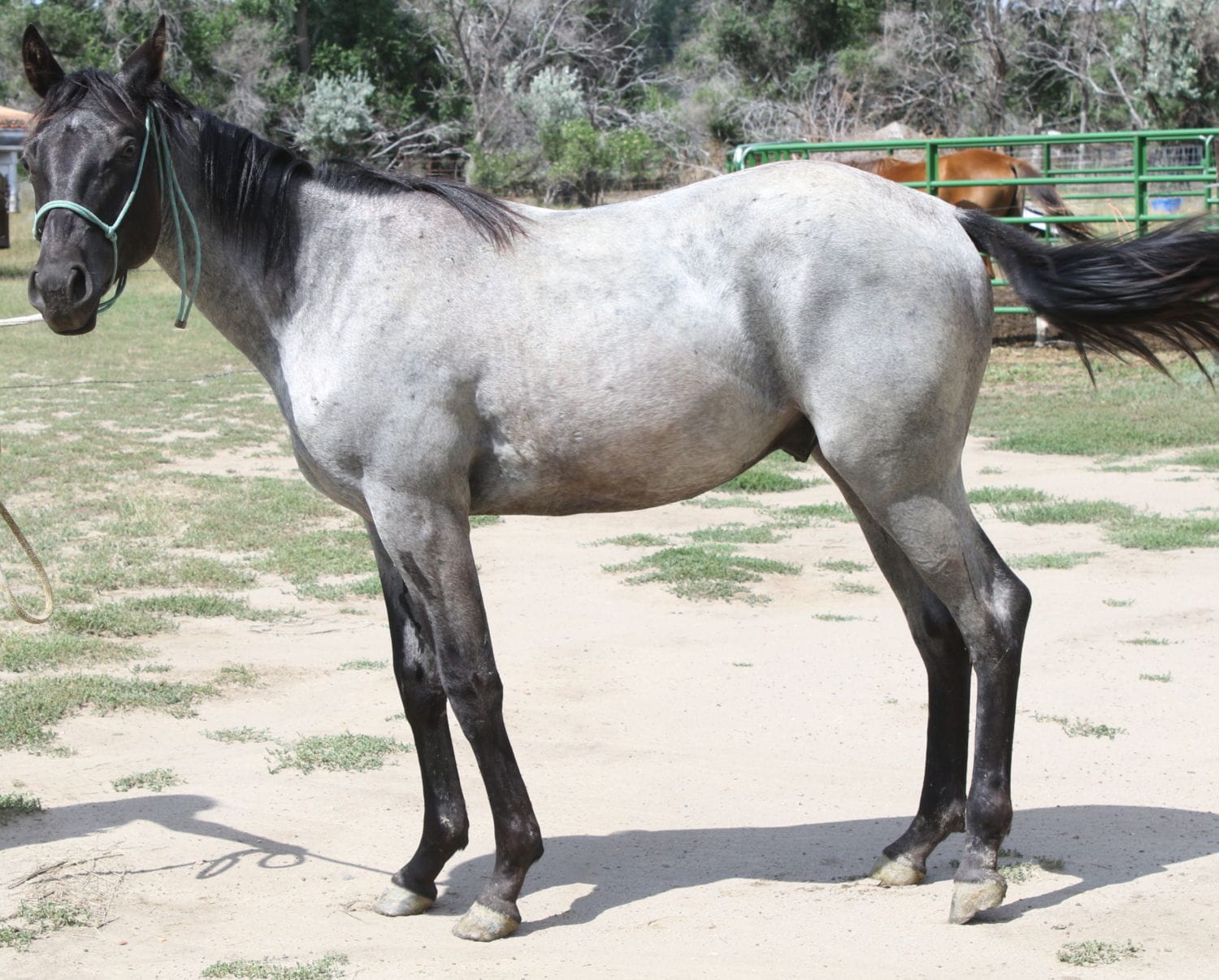 MRI Shiny Blu Buckle, Homozygous Blue Roan Renamed by purchaser as COLONEL SPARK OLENA – sold
