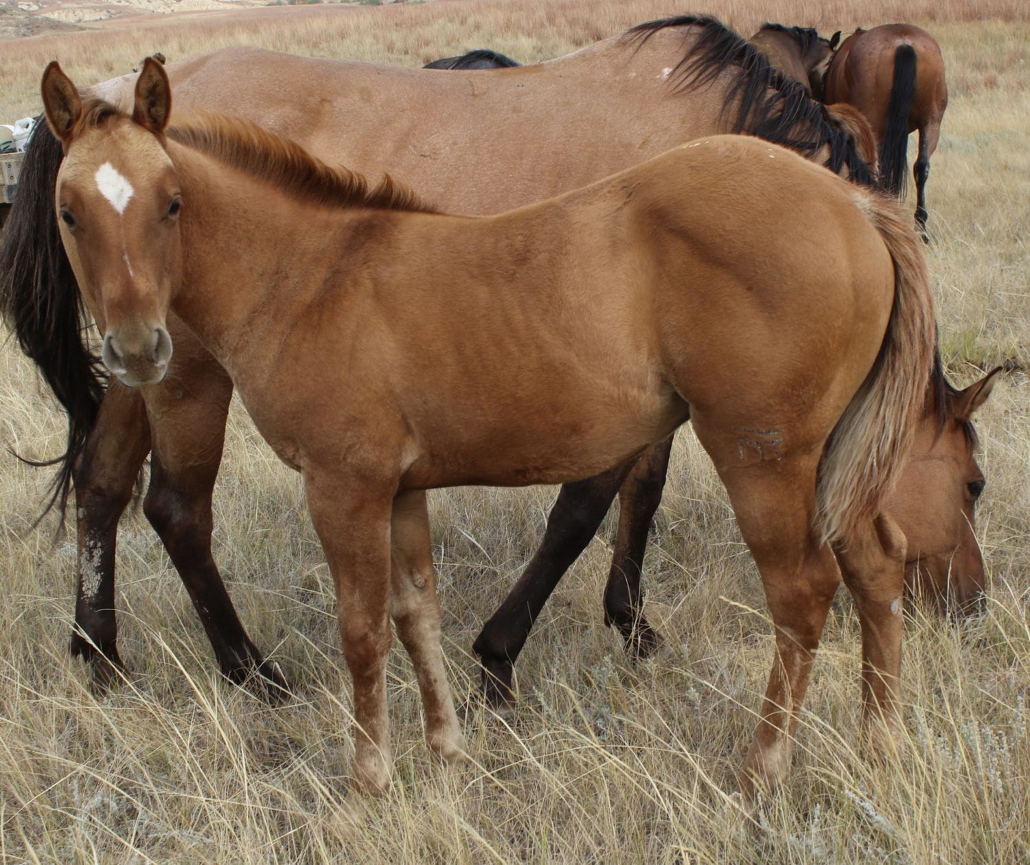 MRI Patriot – sold