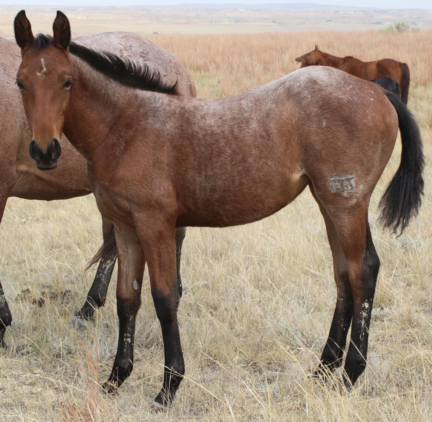 MRI Smooth Answer – sold