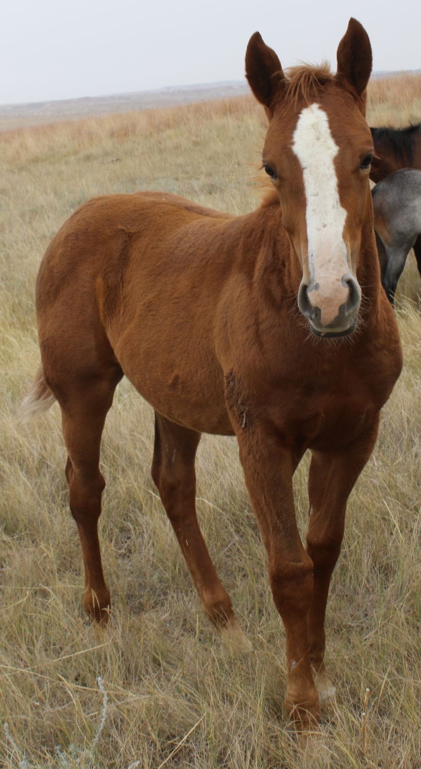 MRI Rockabella – sold