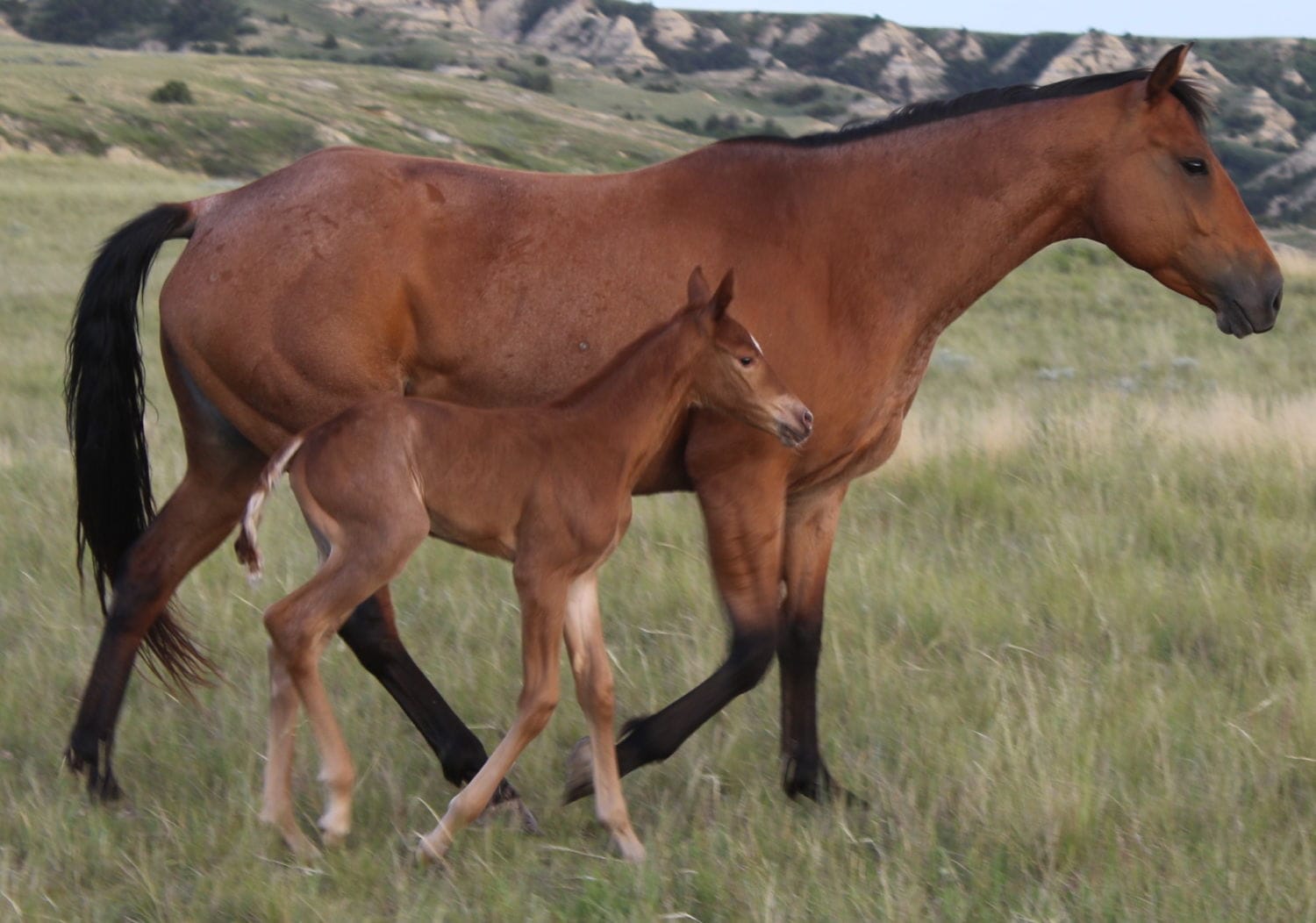 MRI Kadens Sweetie – sold