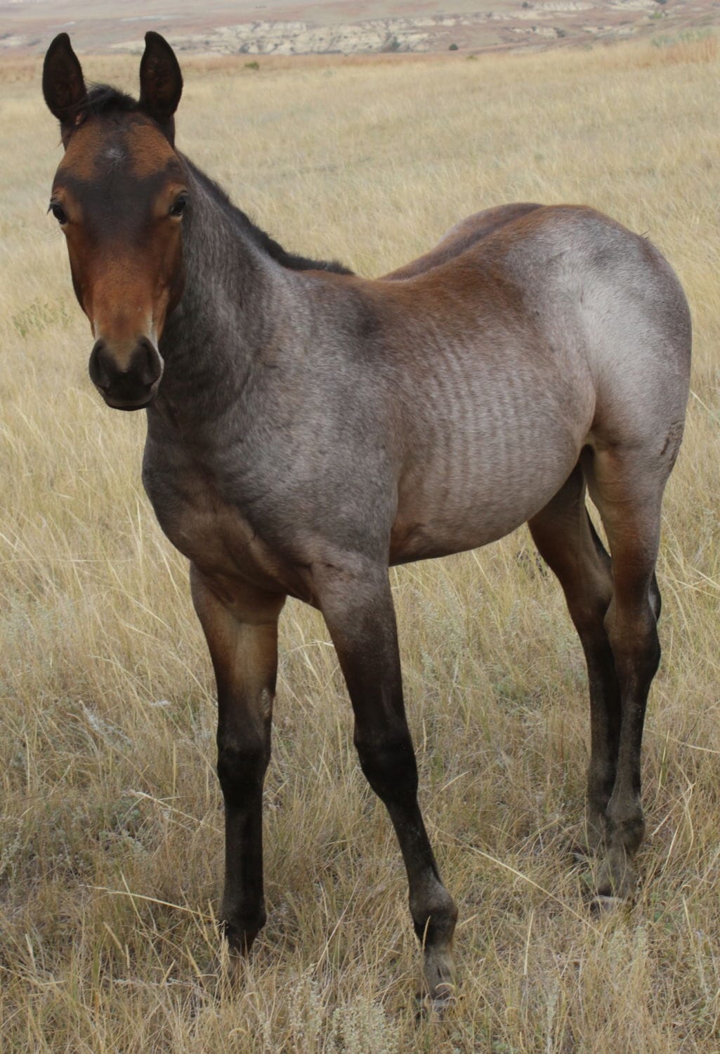 MRI Col Buff Bandit – sold