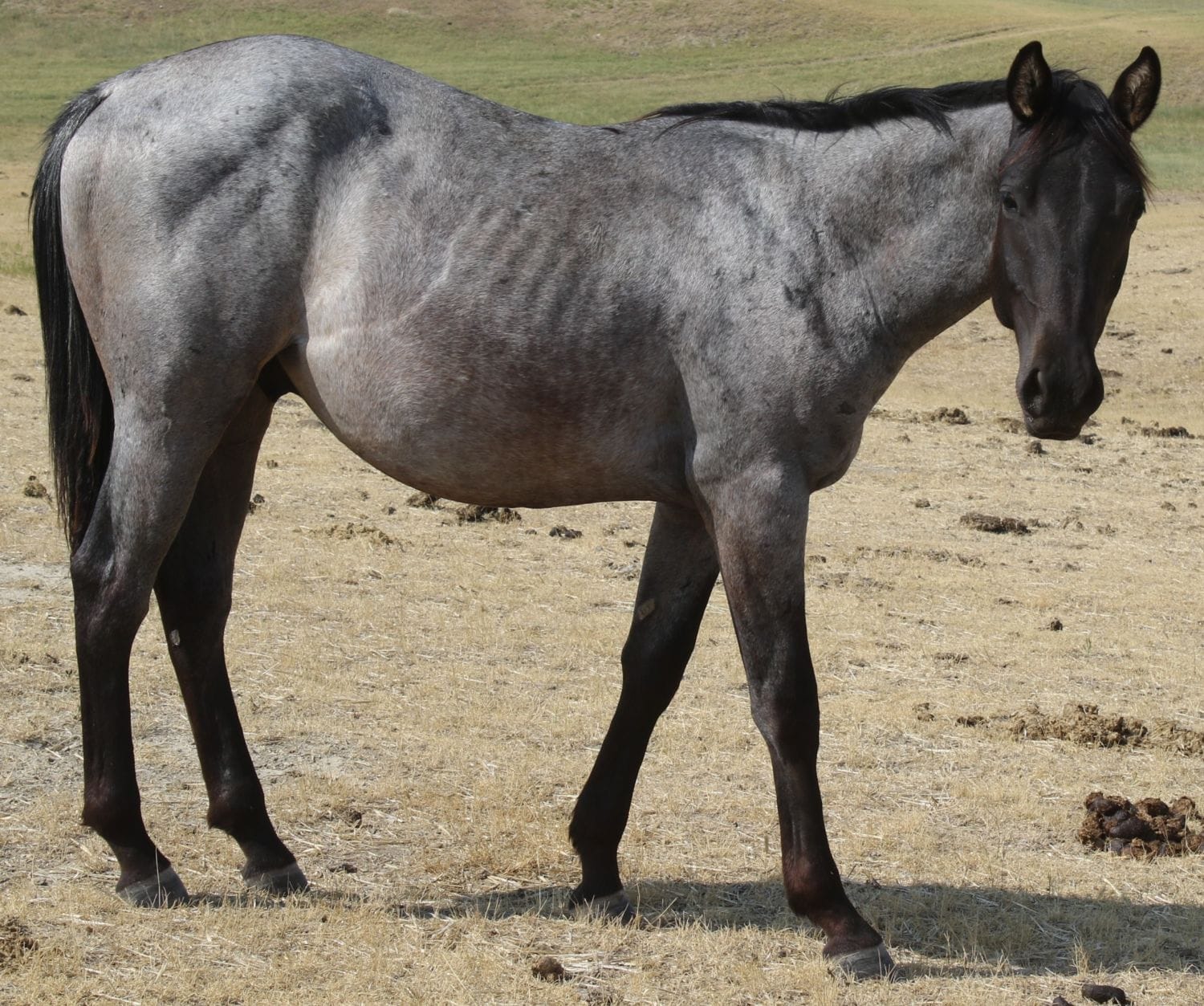 MRI Roan Rambo – sold