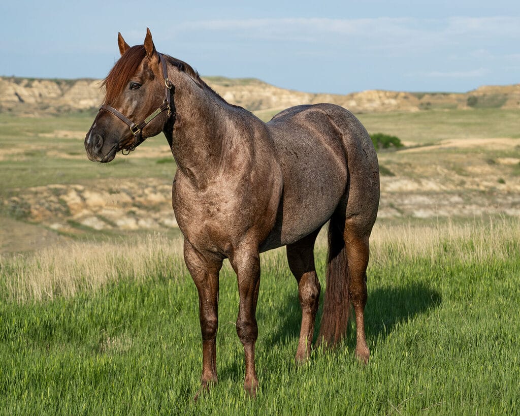 2018 Red roan stallion. Sire: Freckles Ta Fame. Dam: Streakin French Grey Streak of Fling x French TJ Grey