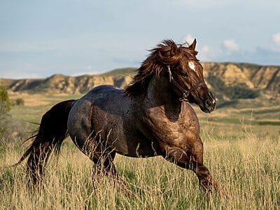 2018 Red roan stallion. Sire: Freckles Ta Fame. Dam: Streakin French Grey Streak of Fling x French TJ Grey