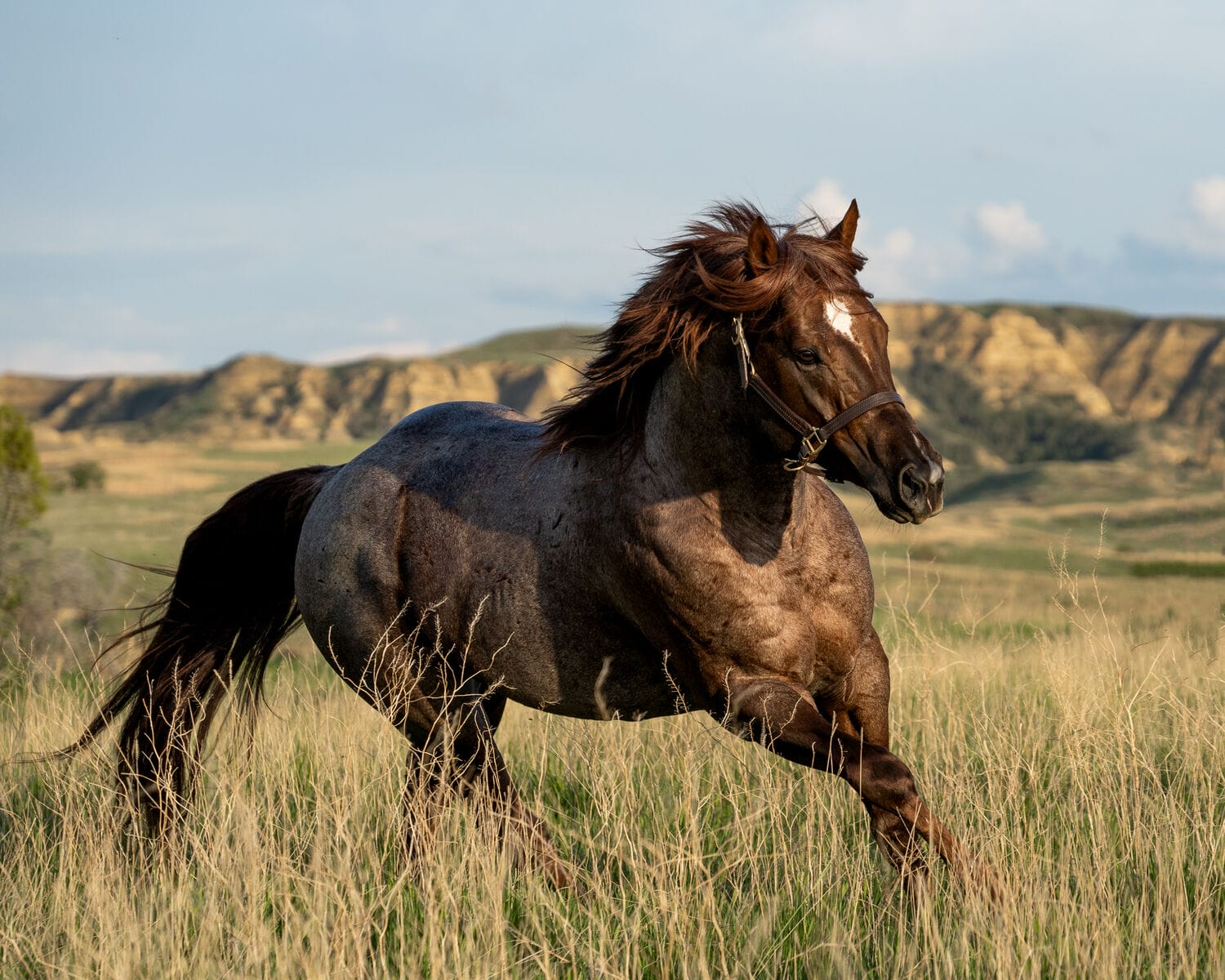 2018 Red roan stallion. Sire: Freckles Ta Fame. Dam: Streakin French Grey Streak of Fling x French TJ Grey