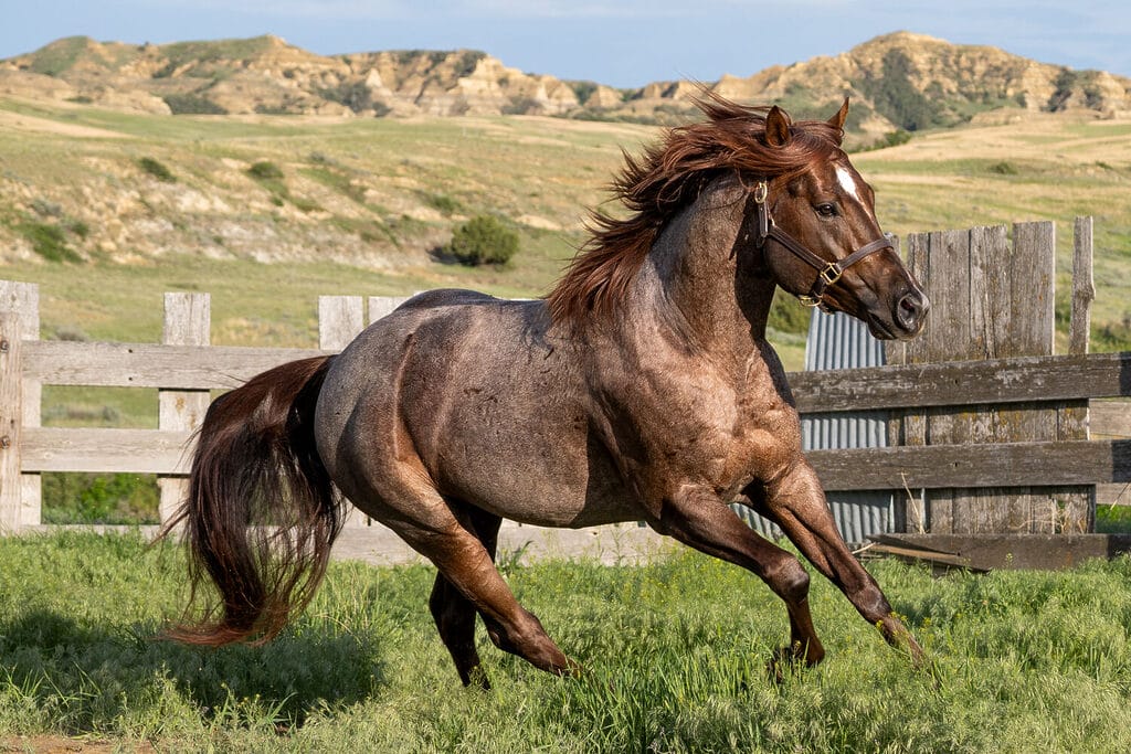 2018 Red roan stallion. Sire: Freckles Ta Fame. Dam: Streakin French Grey Streak of Fling x French TJ Grey