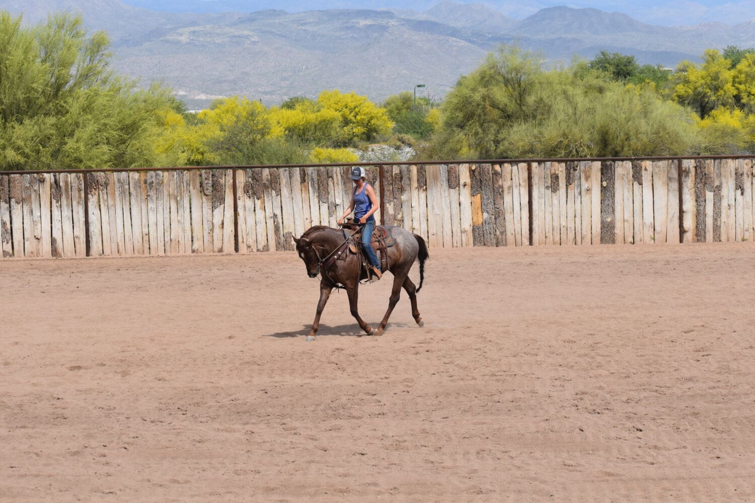 2018 Red roan stallion. Sire: Freckles Ta Fame. Dam: Streakin French Grey Streak of Fling x French TJ Grey