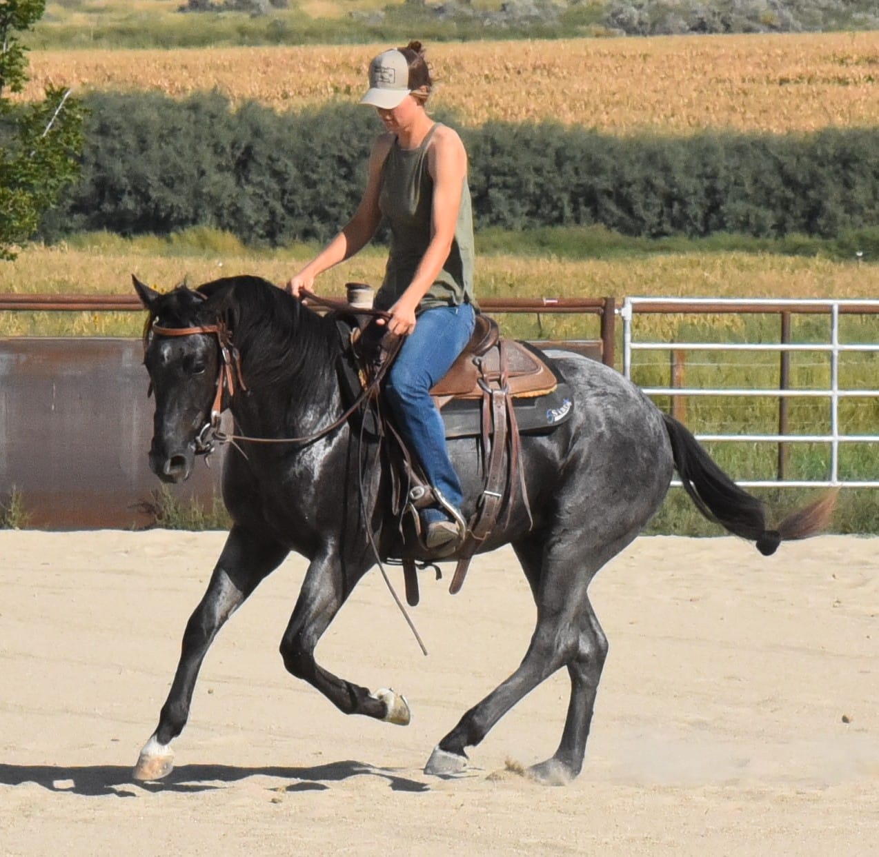 2018 Red roan stallion. Sire: Freckles Ta Fame. Dam: Streakin French Grey Streak of Fling x French TJ Grey