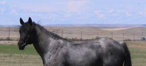 Sanrose Blue Colonel - blue roan cow horse stallion